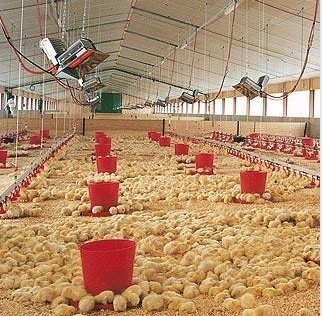 THD2608 Poultry Gas Brooder Heater NG Στοιχείο θέρμανσης υπερύθρων LPG