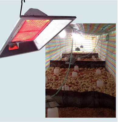 Θερμοκοιτίδα Infrared Gas Brooder με πιστοποίηση CE για κτηνοτροφία νεοσσών