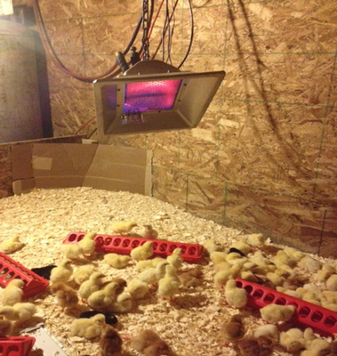Ρυθμιζόμενος θερμαντήρας υγραερίου 3900W Poultry Brooding Room